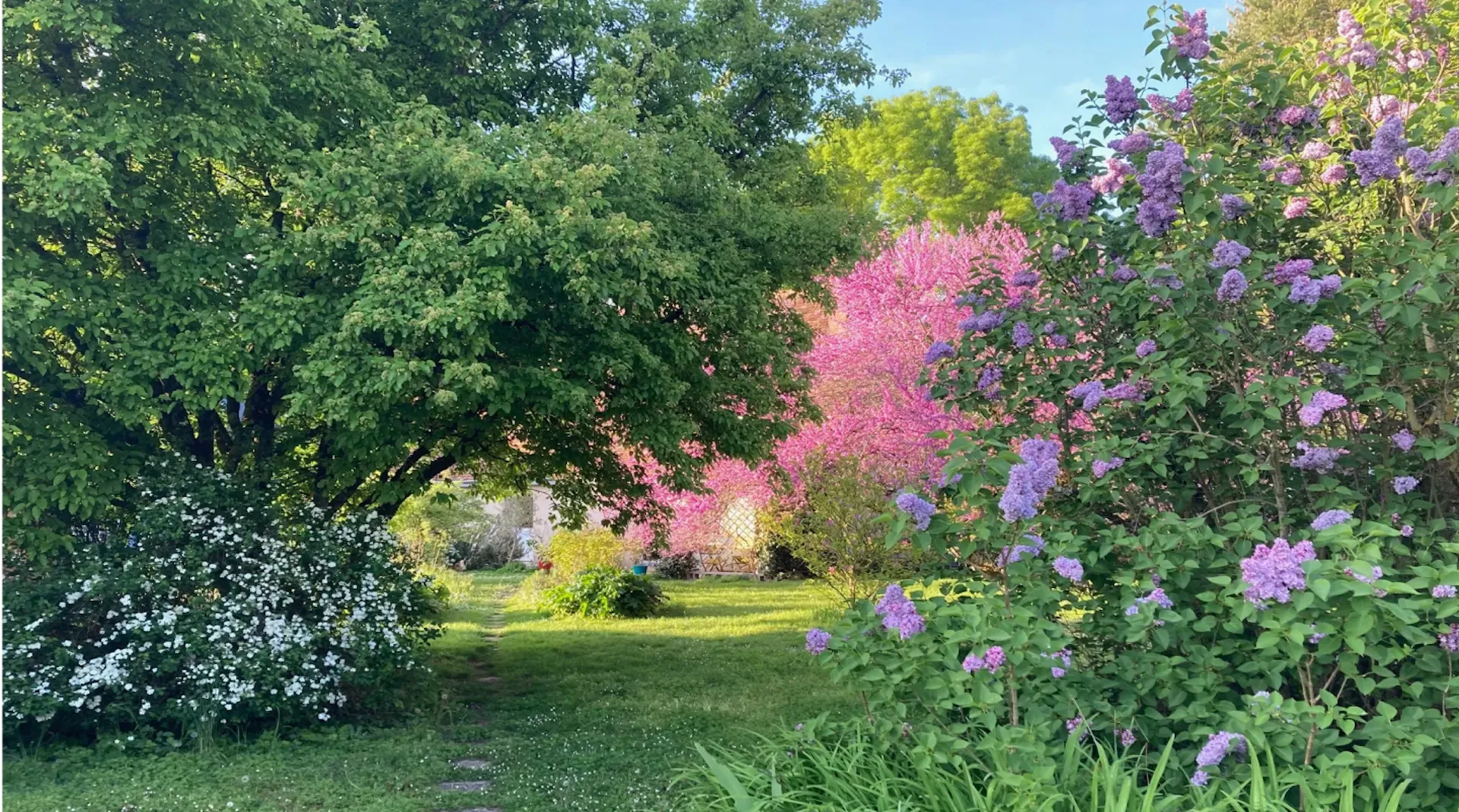 Jardin au printemps : arbre de judée et lilas en fleurs