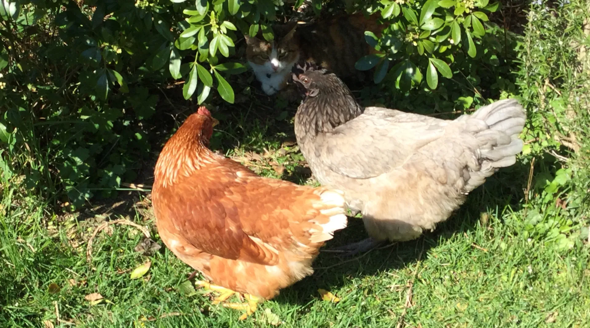 2 poules avec un chat, dans le jardin